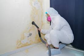 Best Black Mold Removal  in Gloversville, NY